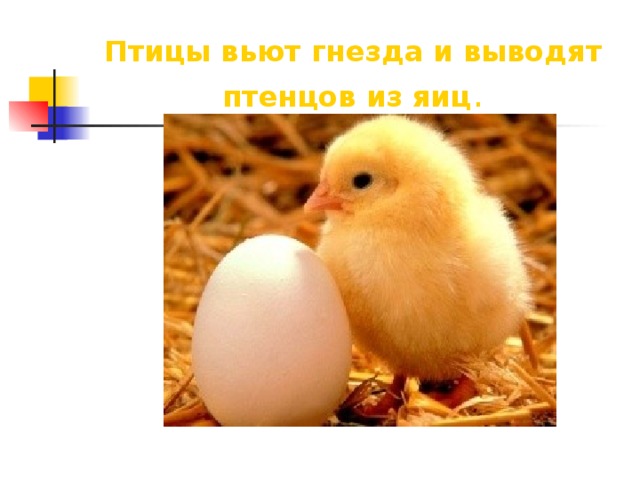 Птицы вьют гнезда и выводят птенцов из яиц .