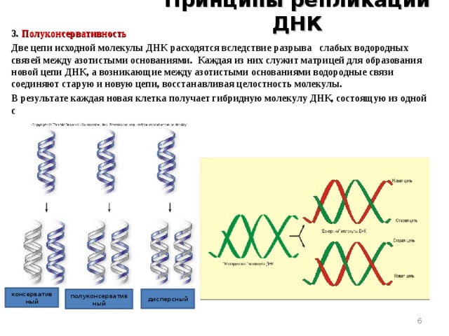 Принципы репликации ДНК 3. Полуконсервативность Две цепи исходной молекулы ДНК расходятся вследствие разрыва слабых водородных связей между азотистыми основаниями. Каждая из них служит матрицей для образования новой цепи ДНК, а возникающие между азотистыми основаниями водородные связи соединяют старую и новую цепи, восстанавливая целостность молекулы. В результате каждая новая клетка получает гибридную молекулу ДНК, состоящую из одной старой и одной новой цепи.   консервативный дисперсный полуконсервативный