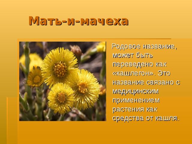 Мать-и-мачеха  Родовое название, может быть переведено как «кашлегон». Это название связано с медицинским применением растения как средства от кашля.