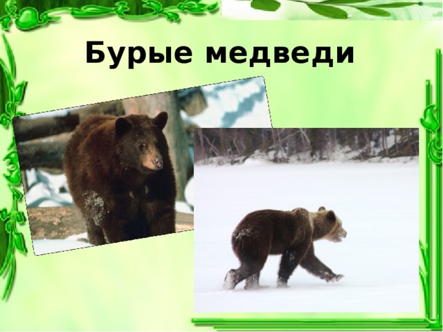 Бурые медведи