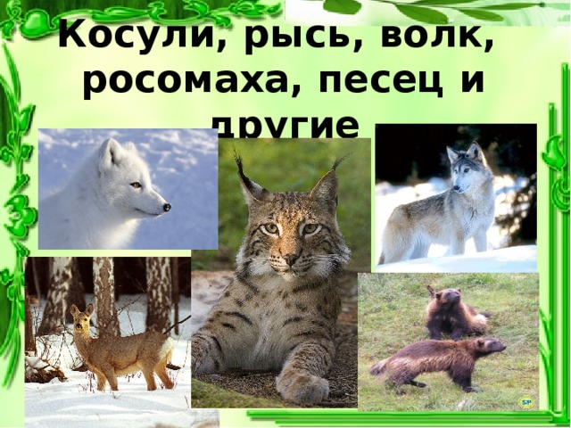 Косули, рысь, волк,  росомаха, песец и другие