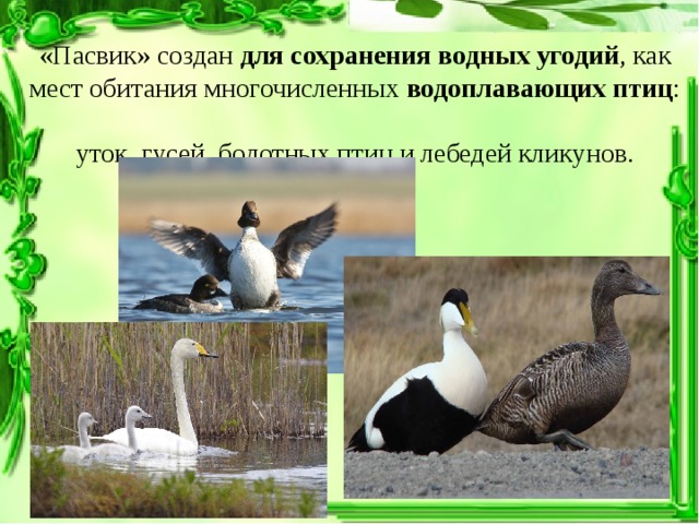 «Пасвик» создан для сохранения водных угодий , как мест обитания многочисленных водоплавающих птиц :  уток, гусей, болотных птиц и лебедей кликунов.