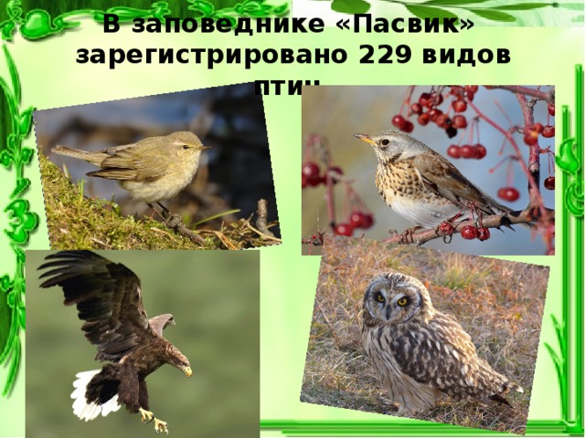 В заповеднике «Пасвик»  зарегистрировано 229 видов птиц.