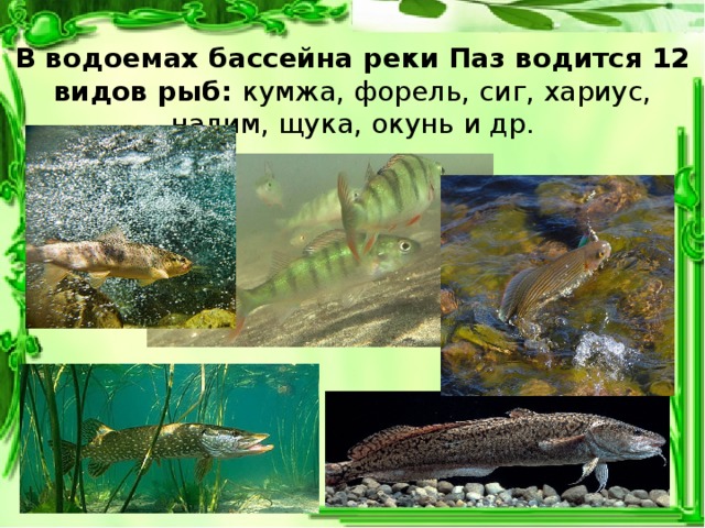 В водоемах бассейна реки Паз водится 12 видов рыб: кумжа, форель, сиг, хариус, налим, щука, окунь и др.