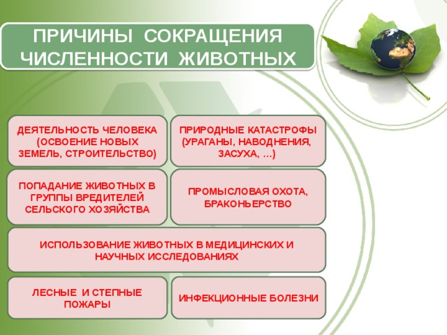 ПРИЧИНЫ СОКРАЩЕНИЯ ЧИСЛЕННОСТИ ЖИВОТНЫХ ДЕЯТЕЛЬНОСТЬ ЧЕЛОВЕКА (ОСВОЕНИЕ НОВЫХ ЗЕМЕЛЬ, СТРОИТЕЛЬСТВО) ПРИРОДНЫЕ КАТАСТРОФЫ (УРАГАНЫ, НАВОДНЕНИЯ, ЗАСУХА, …) ПРОМЫСЛОВАЯ ОХОТА, БРАКОНЬЕРСТВО ПОПАДАНИЕ ЖИВОТНЫХ В ГРУППЫ ВРЕДИТЕЛЕЙ СЕЛЬСКОГО ХОЗЯЙСТВА ИСПОЛЬЗОВАНИЕ ЖИВОТНЫХ В МЕДИЦИНСКИХ И НАУЧНЫХ ИССЛЕДОВАНИЯХ ЛЕСНЫЕ И СТЕПНЫЕ ПОЖАРЫ ИНФЕКЦИОННЫЕ БОЛЕЗНИ