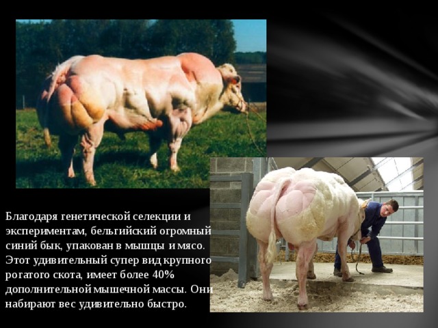Благодаря генетической селекции и экспериментам, бельгийский огромный синий бык, упакован в мышцы и мясо. Этот удивительный супер вид крупного рогатого скота, имеет более 40% дополнительной мышечной массы. Они набирают вес удивительно быстро.