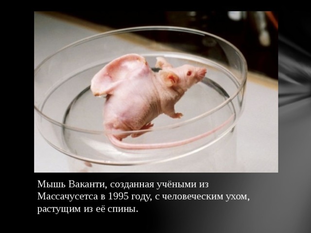 Мышь Ваканти, созданная учёными из Массачусетса в 1995 году, с человеческим ухом, растущим из её спины.