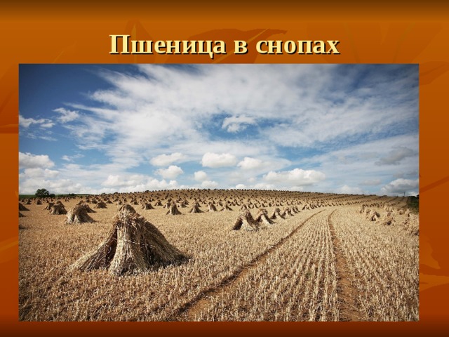 Пшеница в снопах