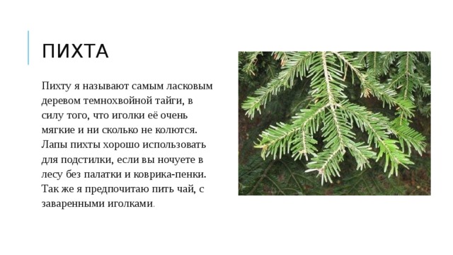 пихта Пихту я называют самым ласковым деревом темнохвойной тайги, в силу того, что иголки её очень мягкие и ни сколько не колются. Лапы пихты хорошо использовать для подстилки, если вы ночуете в лесу без палатки и коврика-пенки. Так же я предпочитаю пить чай, с заваренными иголками . 