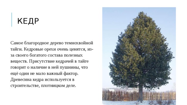 Кедр Самое благородное дерево темнохвойной тайги. Кедровые орехи очень ценятся, из-за своего богатого состава полезных веществ. Присутствие кедрачей в тайге говорит о наличие в ней пушнины, что ещё один не мало важный фактор. Древесина кедра используется в строительстве, плотницком деле.