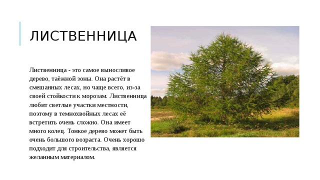 лиственница Лиственница - это самое выносливое дерево, таёжной зоны. Она растёт в смешанных лесах, но чаще всего, из-за своей стойкости к морозам. Лиственница любит светлые участки местности, поэтому в темнохвойных лесах её встретить очень сложно. Она имеет много колец. Тонкое дерево может быть очень большого возраста. Очень хорошо подходит для строительства, является желанным материалом.