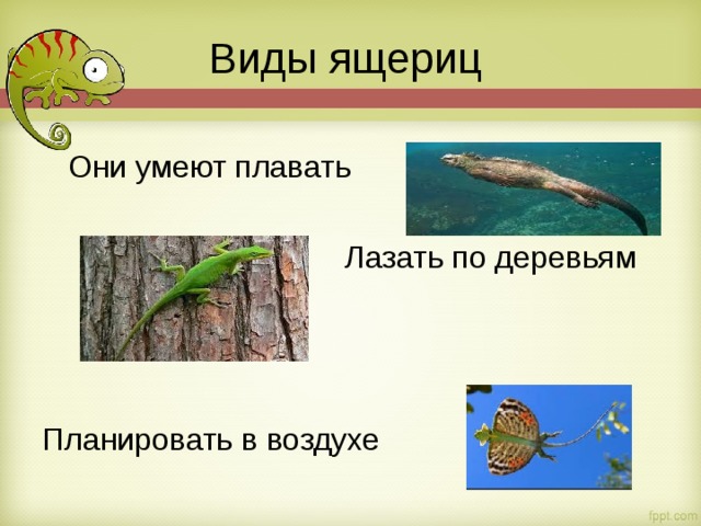 Виды ящериц  Они умеют плавать  Лазать по деревьям Планировать в воздухе