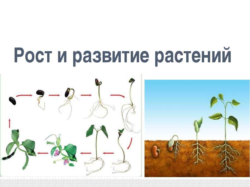 В чем особенность процесса роста у растений. Этапы роста растений. Рост и развитие растений схема. Этапы развития растений. Процесс развития растений.
