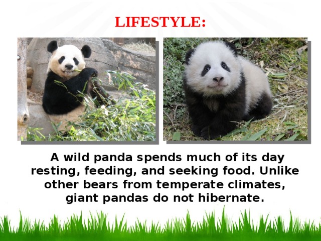 LIFESTYLE:    A wild panda spends much of its day resting, feeding, and seeking food. Unlike other bears from temperate climates, giant pandas do not hibernate.