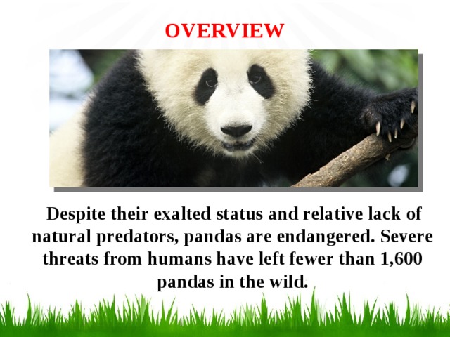 OVERVIEW    Despite their exalted status and relative lack of natural predators, pandas are endangered. Severe threats from humans have left fewer than 1,600 pandas in the wild.