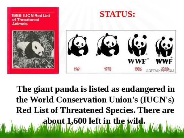 STATUS:    The giant panda is listed as endangered in the World Conservation Union's (IUCN's) Red List of Threatened Species. There are about 1,600 left in the wild.