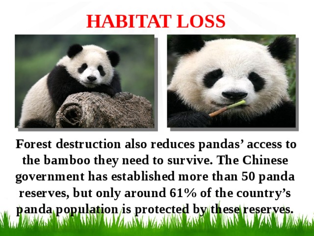 HABITAT LOSS  Forest destruction also reduces pandas’ access to the bamboo they need to survive. The Chinese government has established more than 50 panda reserves, but only around 61% of the country’s panda population is protected by these reserves.