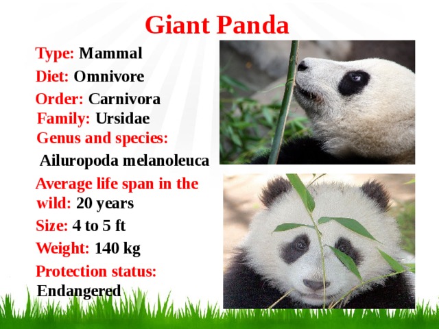 Giant Panda  Type: Mammal  Diet: Omnivore  Order:  Carnivora  Family:  Ursidae  Genus and species:   Ailuropoda melanoleuca  Average life span in the wild: 20 years  Size: 4 to 5 ft  Weight: 140 kg  Protection status: Endangered