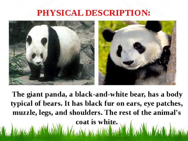 PHYSICAL DESCRIPTION:    The giant panda, a black-and-white bear, has a body typical of bears. It has black fur on ears, eye patches, muzzle, legs, and shoulders. The rest of the animal's coat is white.