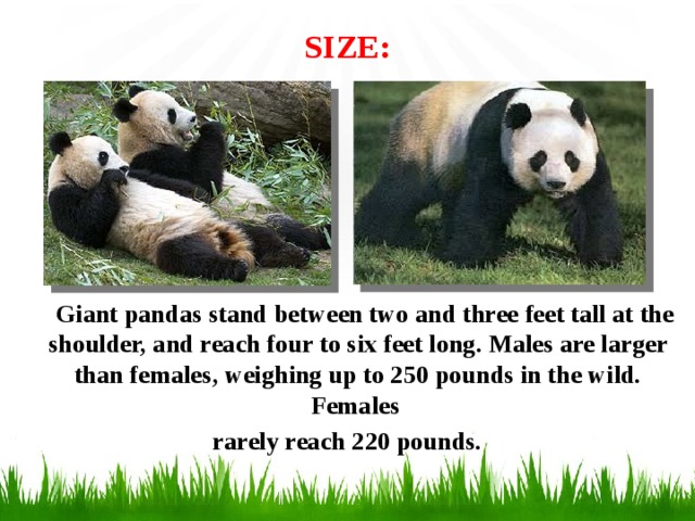 SIZE:    Giant pandas stand between two and three feet tall at the shoulder, and reach four to six feet long. Males are larger than females, weighing up to 250 pounds in the wild. Females rarely reach 220 pounds.