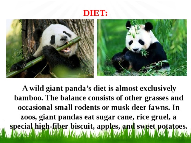 DIET:    A wild giant panda’s diet is almost exclusively bamboo. The balance consists of other grasses and occasional small rodents or musk deer fawns. In zoos, giant pandas eat sugar cane, rice gruel, a special high-fiber biscuit, apples, and sweet potatoes.