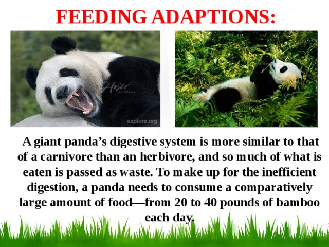 FEEDING ADAPTIONS:  A giant panda’s digestive system is more similar to that of a carnivore than an herbivore, and so much of what is eaten is passed as waste. To make up for the inefficient digestion, a panda needs to consume a comparatively large amount of food—from 20 to 40 pounds of bamboo each day.