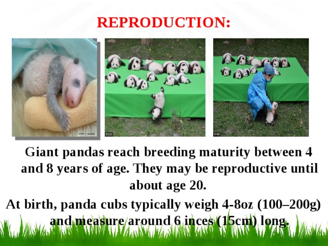 REPRODUCTION:    Giant pandas reach breeding maturity between 4 and 8 years of age. They may be reproductive until about age 20. At birth, panda cubs typically weigh 4-8oz (100–200g) and measure around 6 inces (15cm) long.