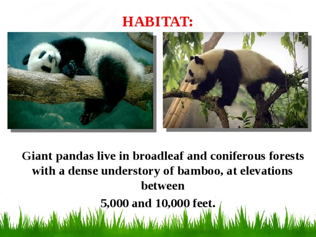 HABITAT:    Giant pandas live in broadleaf and coniferous forests with a dense understory of bamboo, at elevations between  5,000 and 10,000 feet.