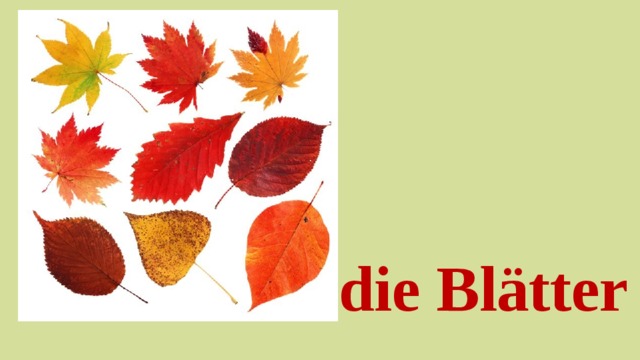 die Blätter