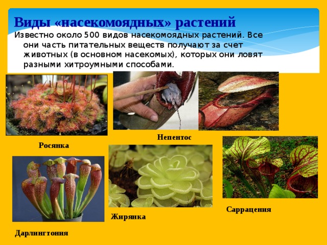 Виды «насекомоядных» растений Известно около 500 видов насекомоядных растений. Все они часть питательных веществ получают за счет животных (в основном насекомых), которых они ловят разными хитроумными способами. Непентос Росянка Саррацения Жирянка Дарлингтония