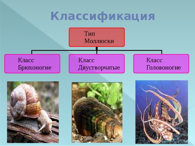 Классификация В настоящее время насчитывают более 130 тыс. видов моллюсков. Среди них выделяют 3 основных класса: Брюхоногие, Двустворчатые,  Головоногие. Все моллюски имеют много общего в строении. 6