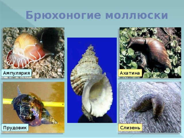 Брюхоногие моллюски Ампулярия Ахатина Слизень Прудовик