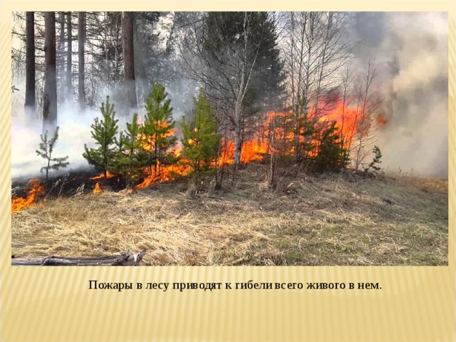 Пожары в лесу приводят к гибели всего живого в нем .