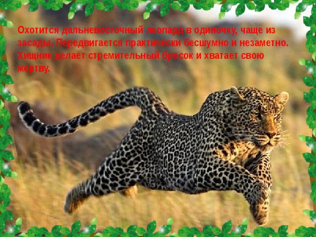 Охотится дальневосточный леопард в одиночку, чаще из засады. Передвигается практически бесшумно и незаметно. Хищник делает стремительный бросок и хватает свою жертву.