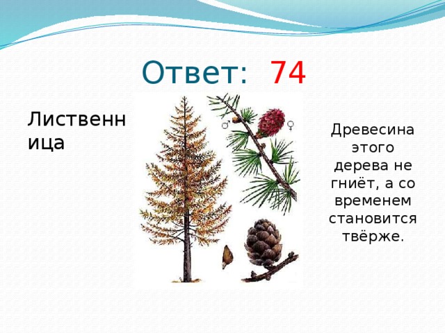 Ответ: 74 Лиственница Древесина этого дерева не гниёт, а со временем становится твёрже.