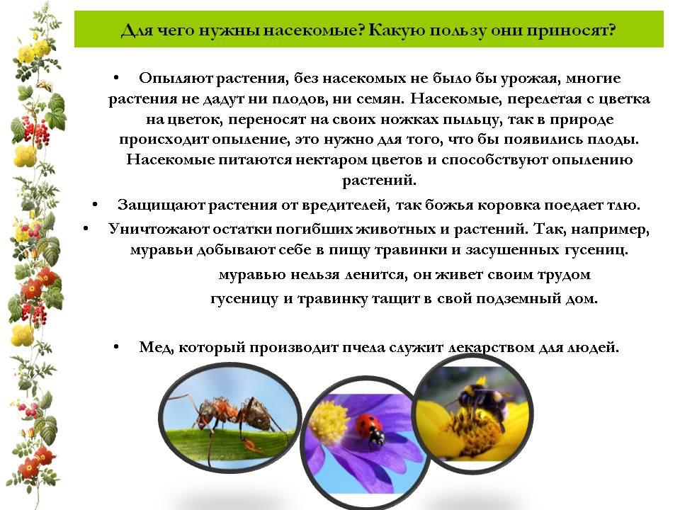 Какую пользу приносят растения. Зачем нужны насекомые. Польза насекомых в природе. Польза насекомых в природе для детей. Польза насекомых в природе и жизни человека для дошкольников.