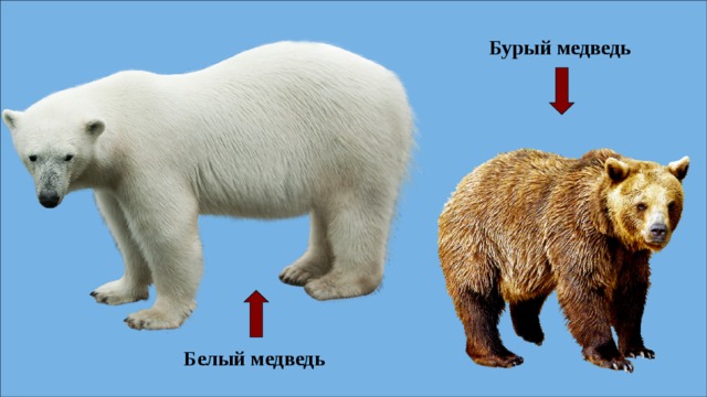 Бурый медведь Белый медведь