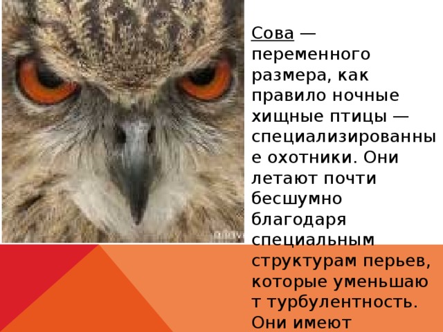 Сова  — переменного размера, как правило ночные хищные птицы — специализированные охотники. Они летают почти бесшумно благодаря специальным структурам перьев, которые уменьшают турбулентность. Они имеют особенно острый слух.