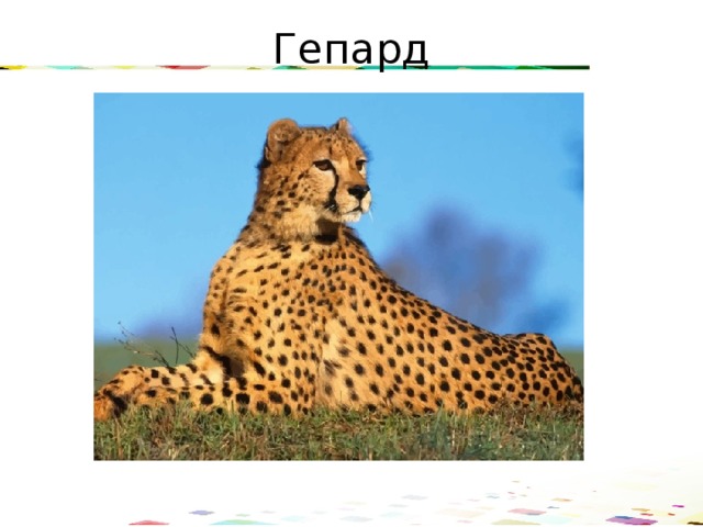 Гепард