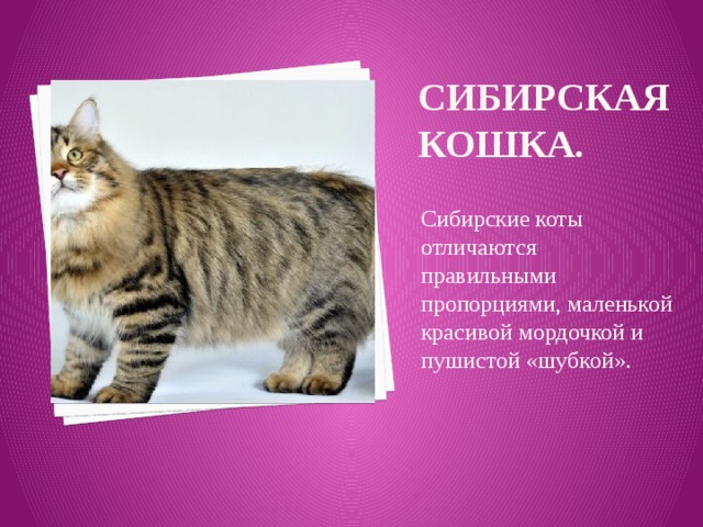 Сибирская кошка. Сибирские коты отличаются правильными пропорциями, маленькой красивой мордочкой и пушистой «шубкой».