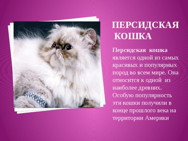 Персидская кошка Персидская кошка является одной из самых красивых и популярных пород во всем мире. Она относится к одной из наиболее древних. Особую популярность эти кошки получили в конце прошлого века на территории Америки .