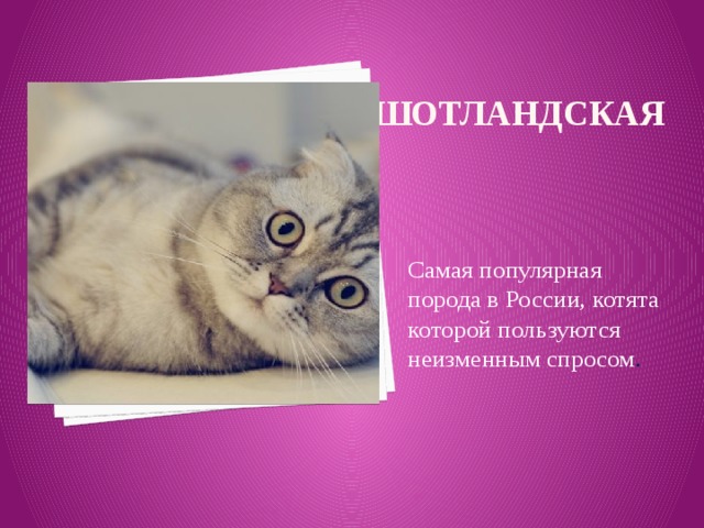 Шотландская Самая популярная порода в России, котята которой пользуются неизменным спросом .