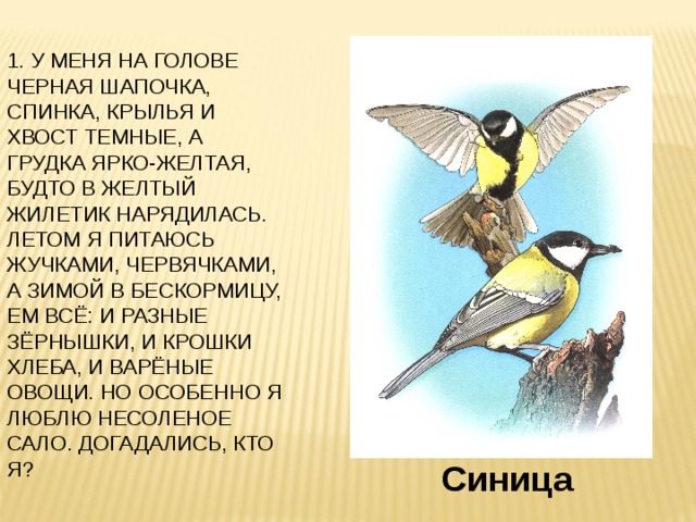 1. У МЕНЯ НА ГОЛОВЕ ЧЕРНАЯ ШАПОЧКА, СПИНКА, КРЫЛЬЯ И ХВОСТ ТЕМНЫЕ, А ГРУДКА ЯРКО-ЖЕЛТАЯ, БУДТО В ЖЕЛТЫЙ ЖИЛЕТИК НАРЯДИЛАСЬ. ЛЕТОМ Я ПИТАЮСЬ ЖУЧКАМИ, ЧЕРВЯЧКАМИ, А ЗИМОЙ В БЕСКОРМИЦУ, ЕМ ВСЁ: И РАЗНЫЕ ЗЁРНЫШКИ, И КРОШКИ ХЛЕБА, И ВАРЁНЫЕ ОВОЩИ. НО ОСОБЕННО Я ЛЮБЛЮ НЕСОЛЕНОЕ САЛО. ДОГАДАЛИСЬ, КТО Я? Синица