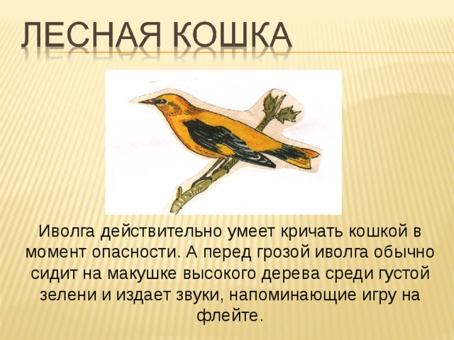 Иволга действительно умеет кричать кошкой в момент опасности. А перед грозой иволга обычно сидит на макушке высокого дерева среди густой зелени и издает звуки, напоминающие игру на флейте.