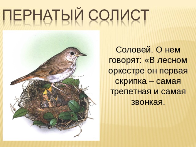 Соловей. О нем говорят: «В лесном оркестре он первая скрипка – самая трепетная и самая звонкая.