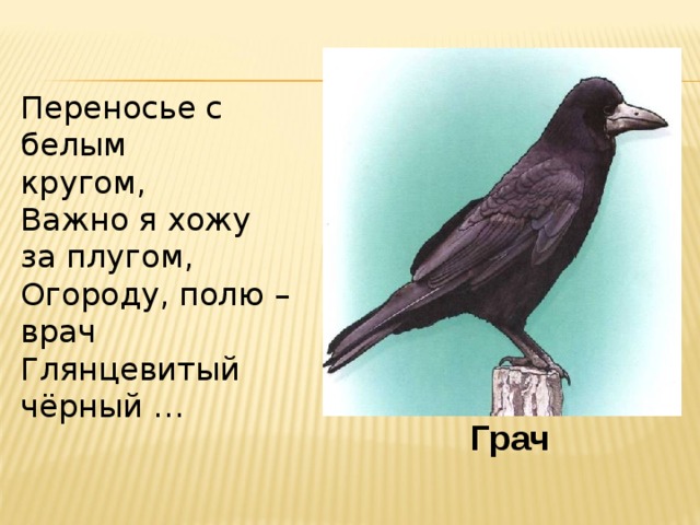 Переносье с белым кругом, Важно я хожу за плугом, Огороду, полю – врач Глянцевитый чёрный … Грач