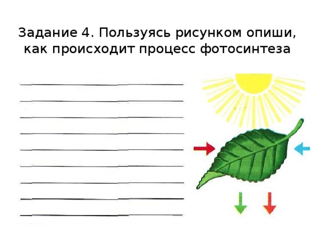 Задание 4. Пользуясь рисунком опиши, как происходит процесс фотосинтеза