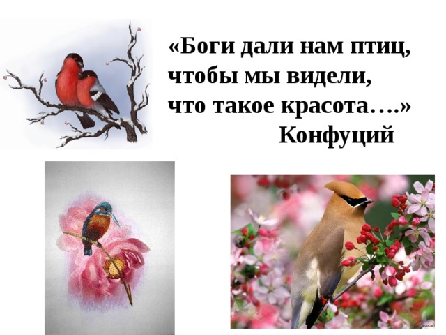 «Боги дали нам птиц, чтобы мы видели, что такое красота….»  Конфуций