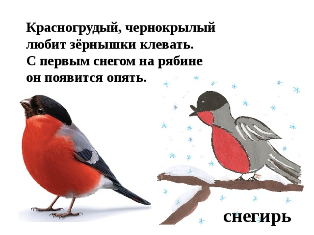Красногрудый, чернокрылый любит зёрнышки клевать. С первым снегом на рябине он появится опять. снегирь