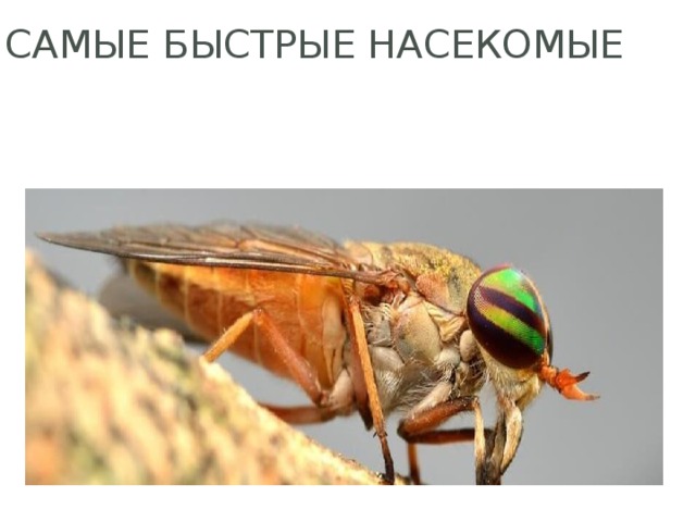 Самые быстрые насекомые